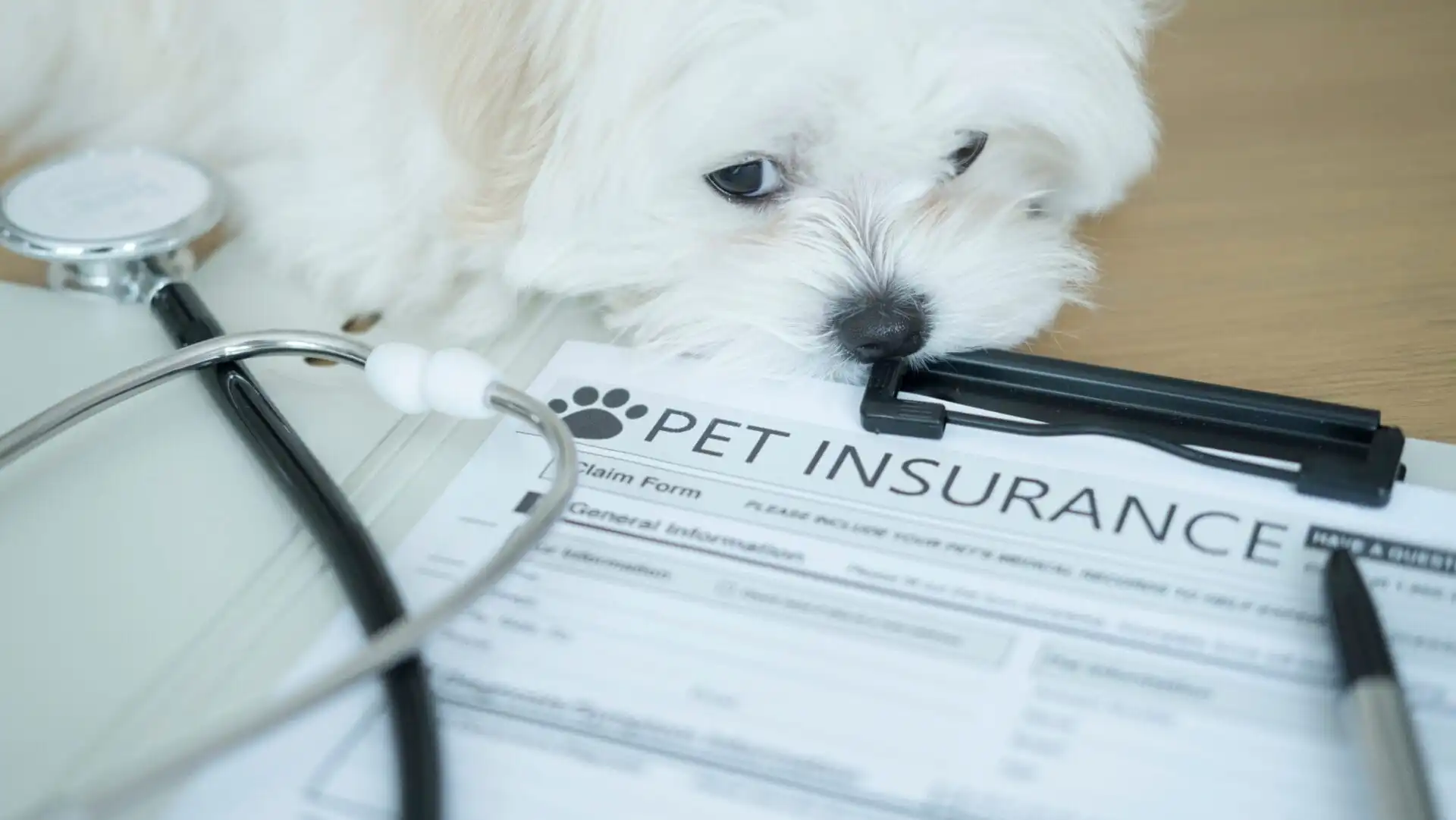Senior and Low Income Pet Owners May Qualify for Lower Pet Insurance Rates in 2026