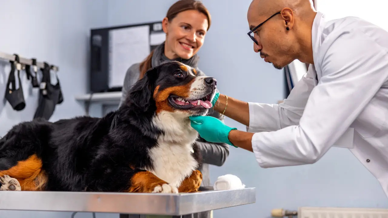 Pet Insurance in 2025: A Complete Guide for Pet Owners